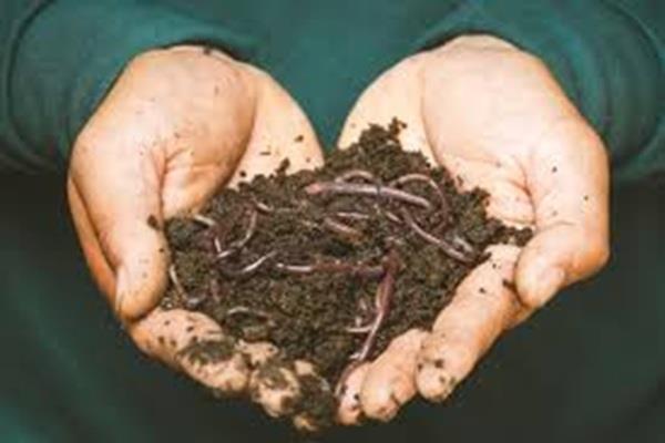 the silent collapse beneath our feet indias earthworm crisis